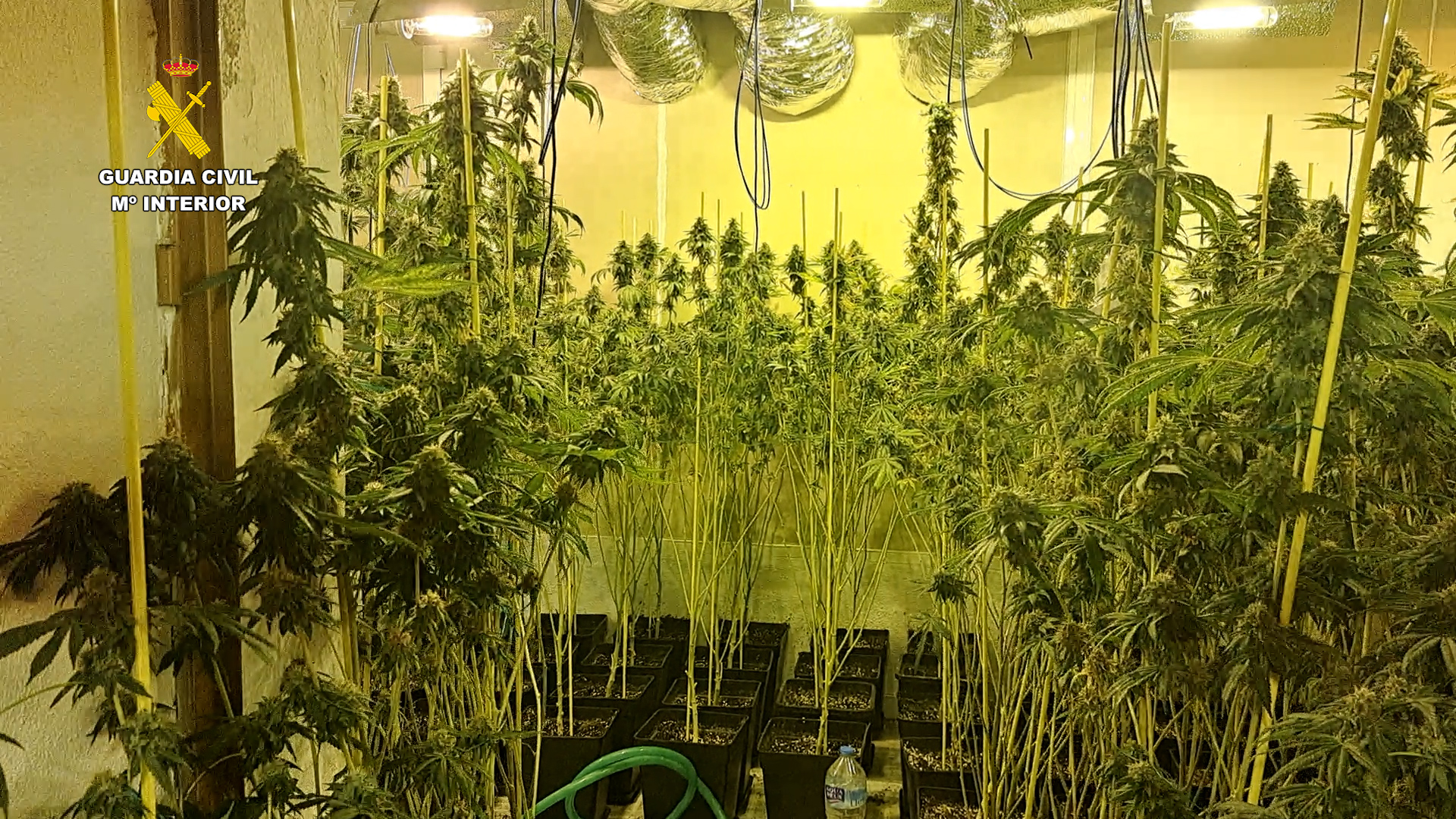plantacion marihuana cordoba editada 02