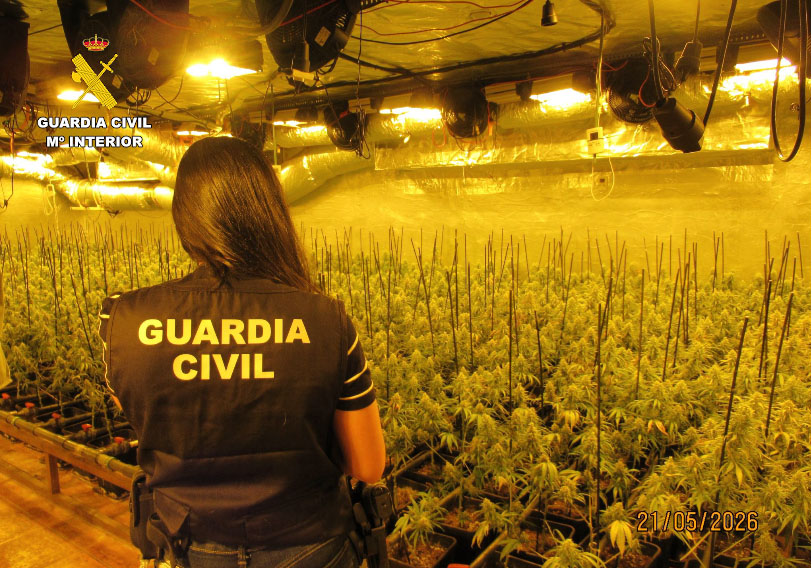 plantacion navacerrada
