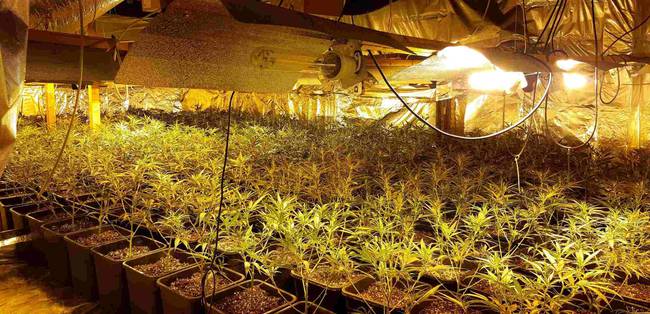 plantacion palencia