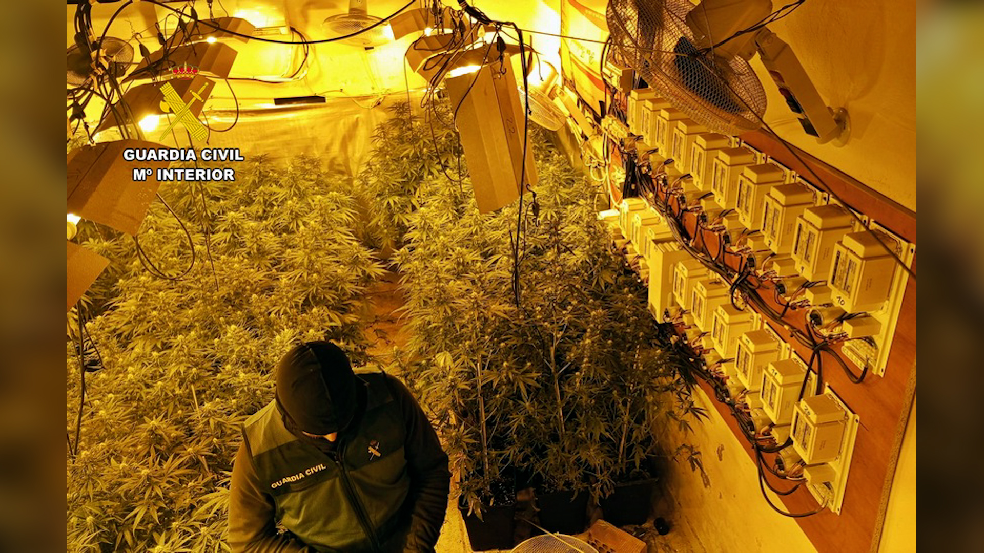 plantacion poltor badajoz editada 02