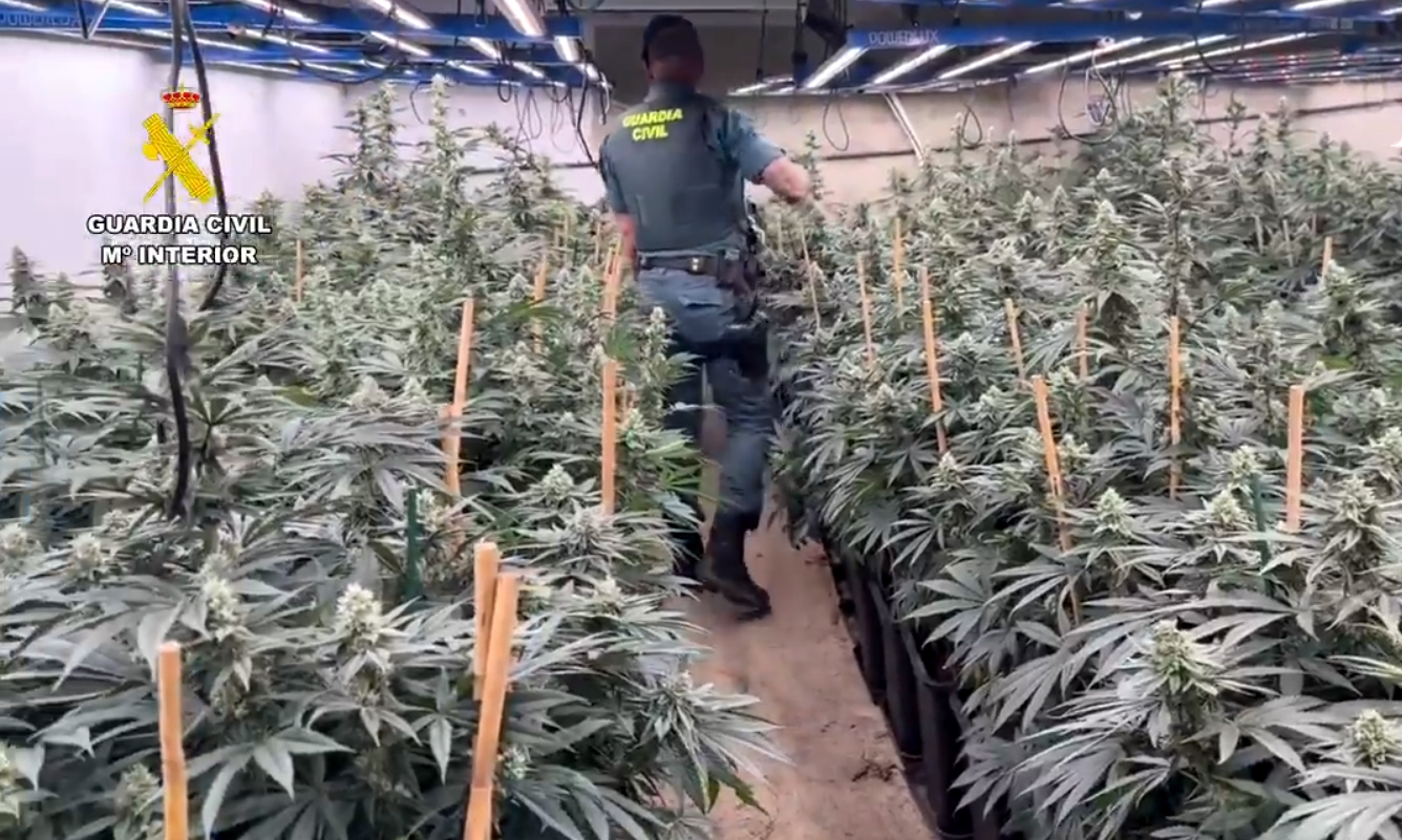 plantacion sevilla