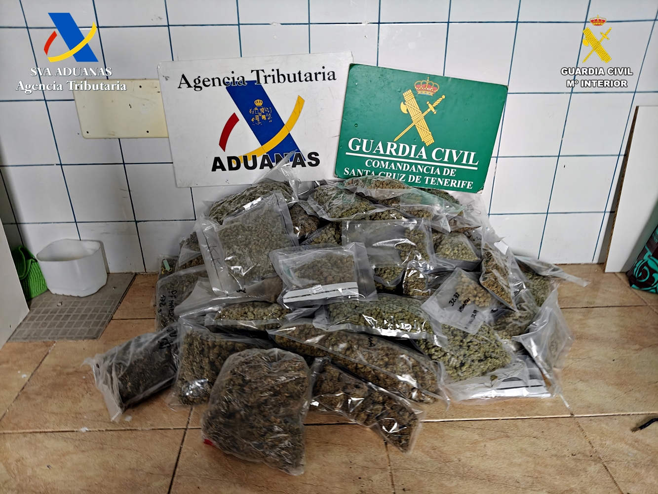 plantacion tenerife3