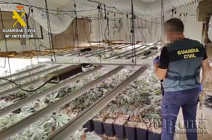 plantación marihuana conquista 2