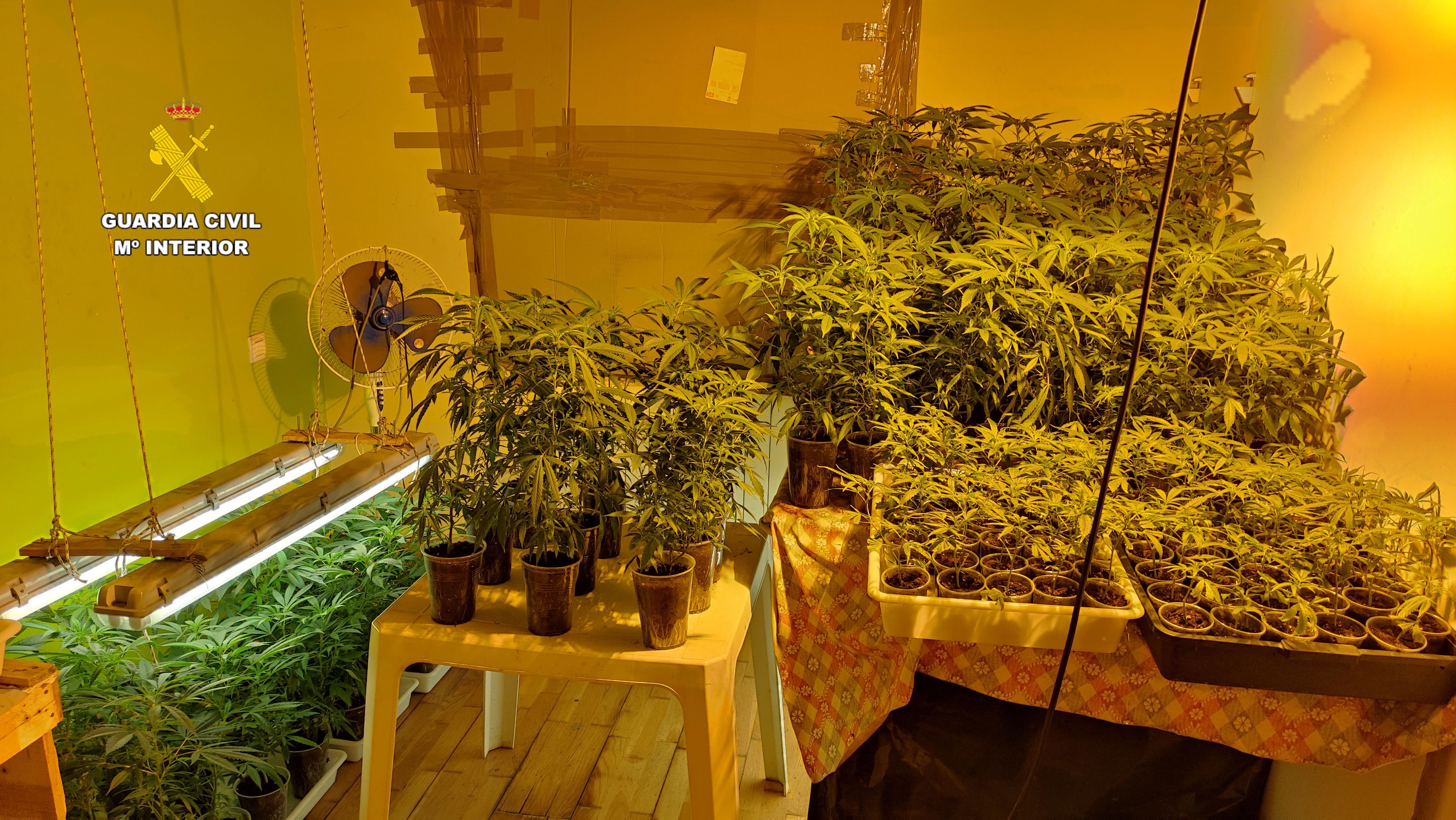 plantas marihuana.GC