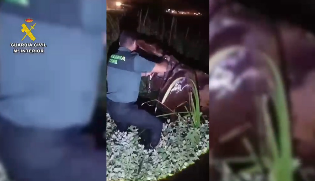 rescate caballo jinete