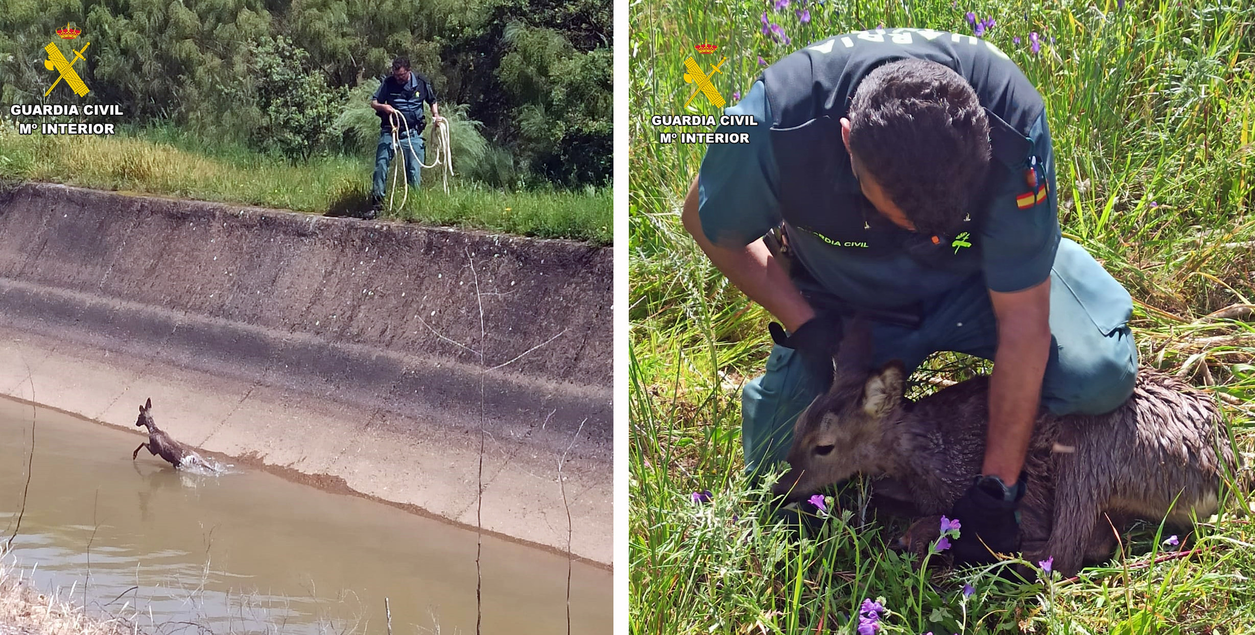 rescate cierva del canal 2
