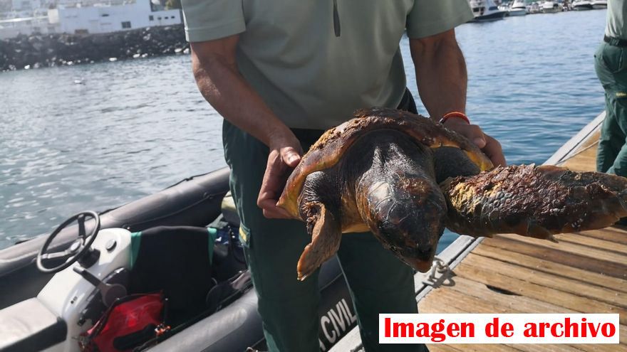 rescate tortuga boba imagen archivo