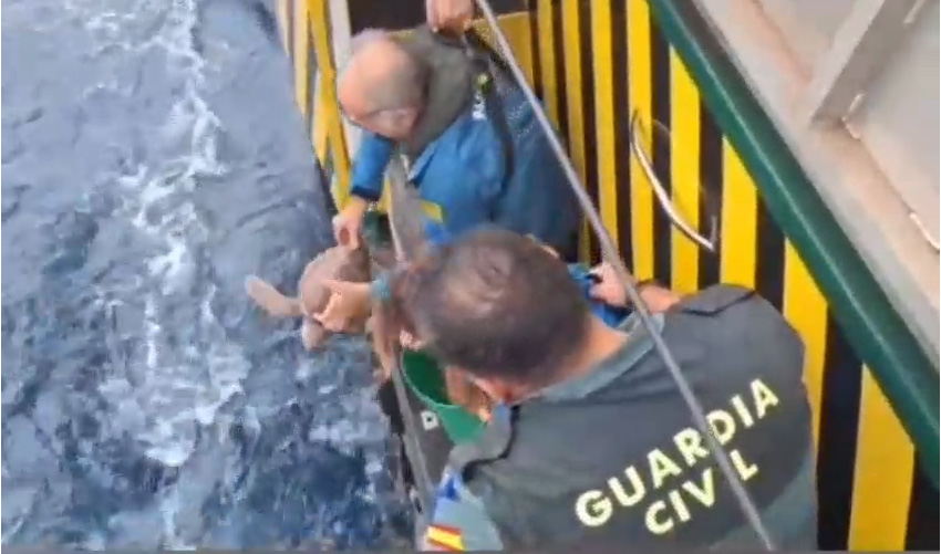 rescate tortugas