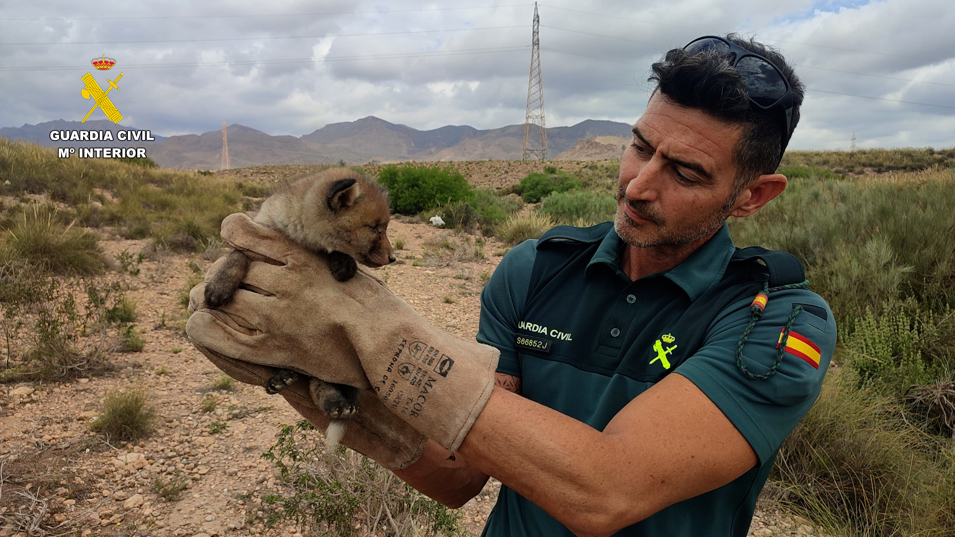 rescate zorro22