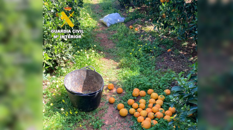 robo citiricos castellon