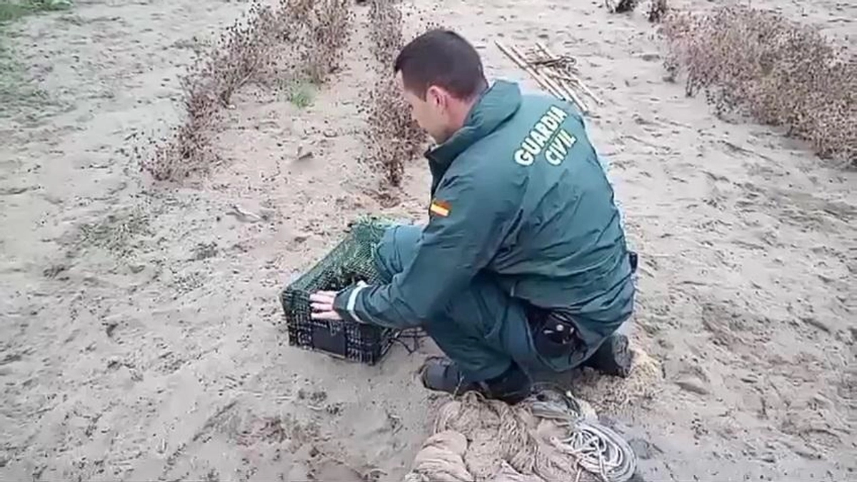 seprona algeciras liberacion fringilidos