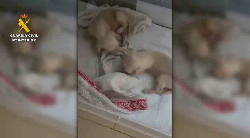 seprona madrid cachorros