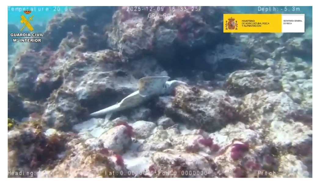 seprona pesca ilegal