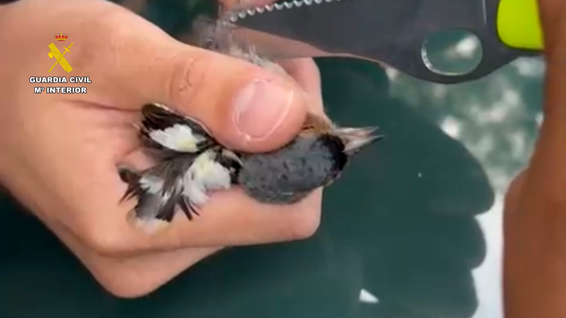 seprona burgos fringilidos