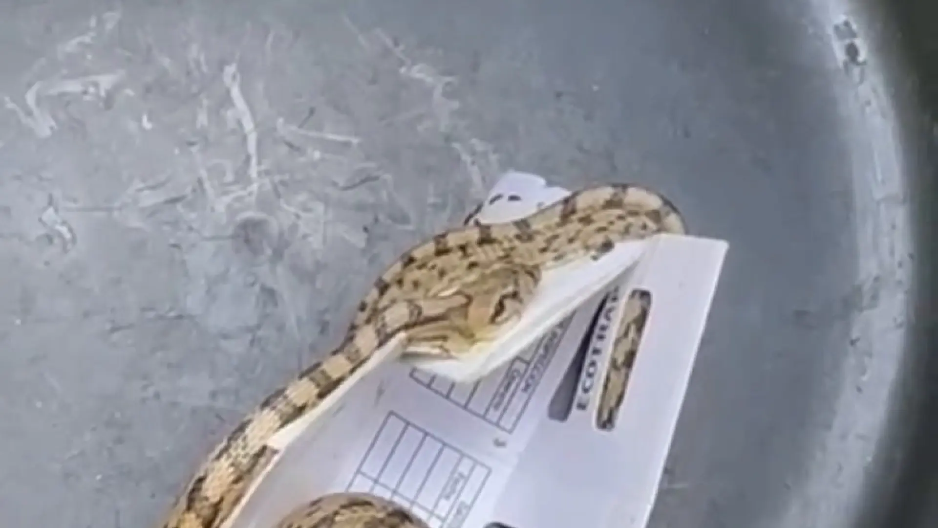 serpiente en centro de salud de berbegal huesca