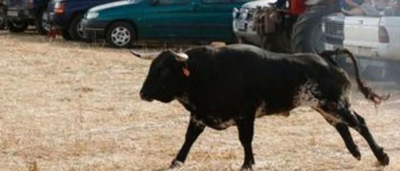 toro andavias zamora