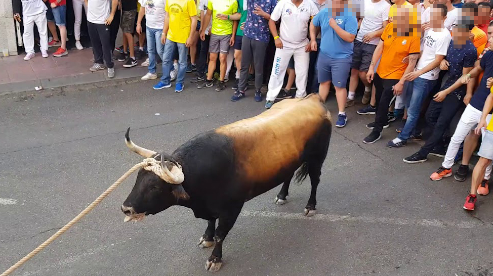 toro enmaromado2