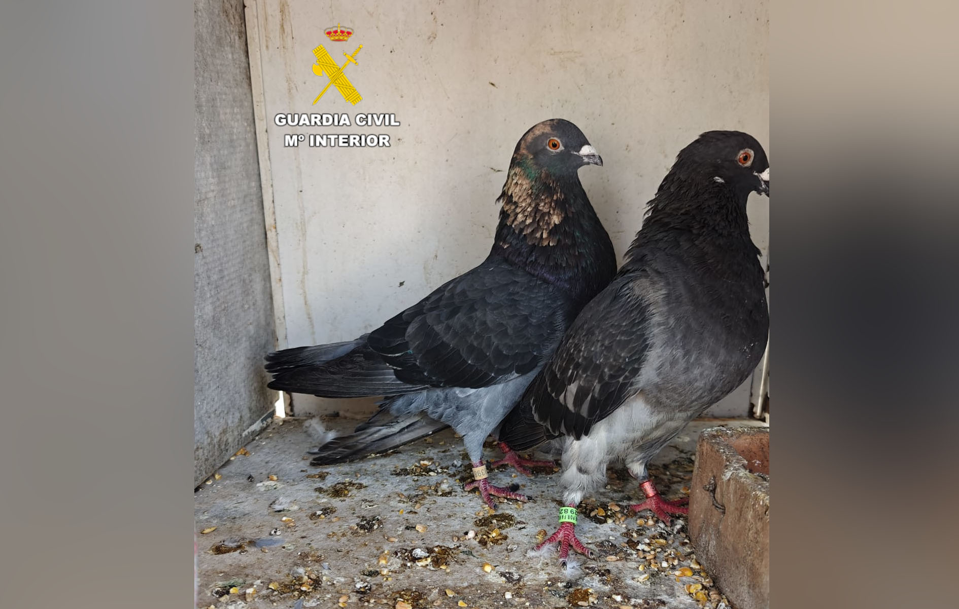 FOTO 24112025 palomos valencia