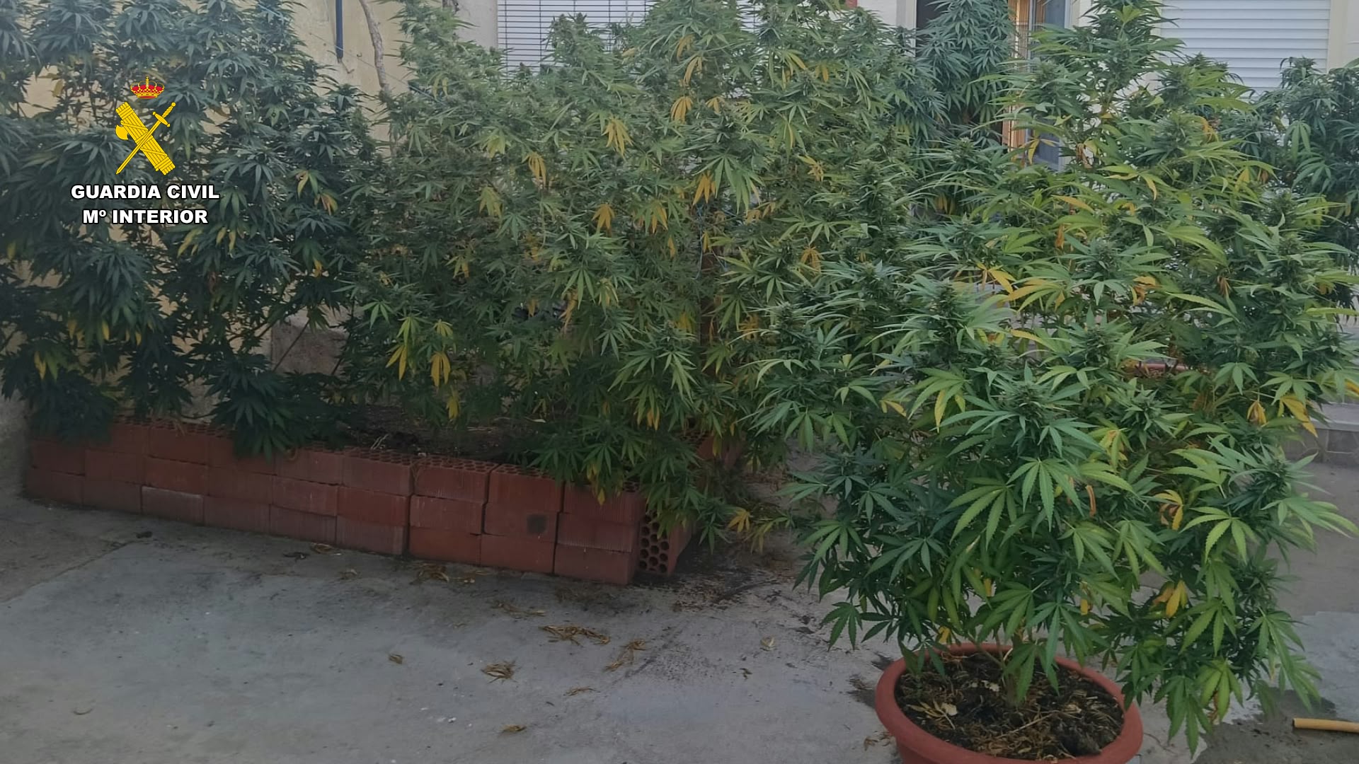 Fotografía plantas 3