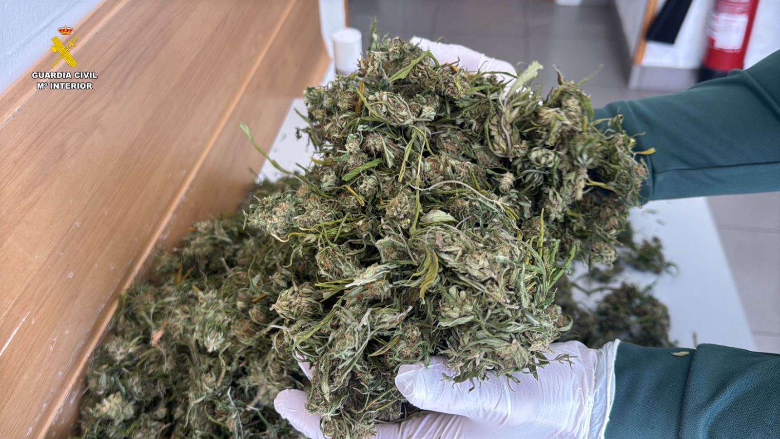 Viguera investigado cultivo marihuana 3