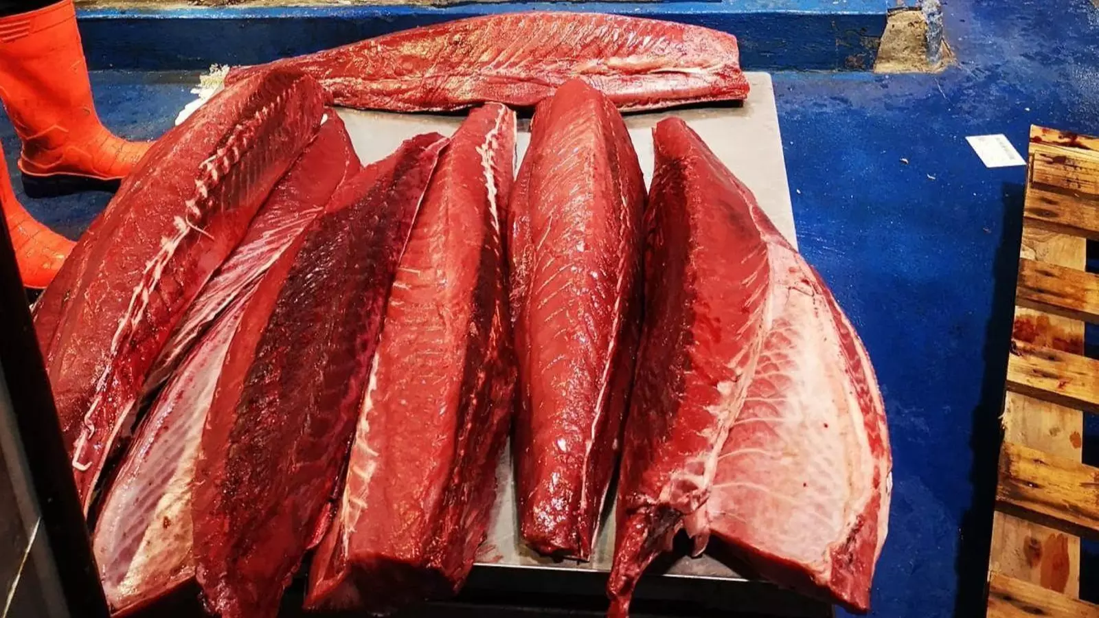 atun rojo seprona sevilla