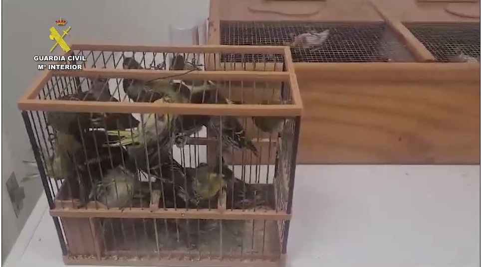 aves 