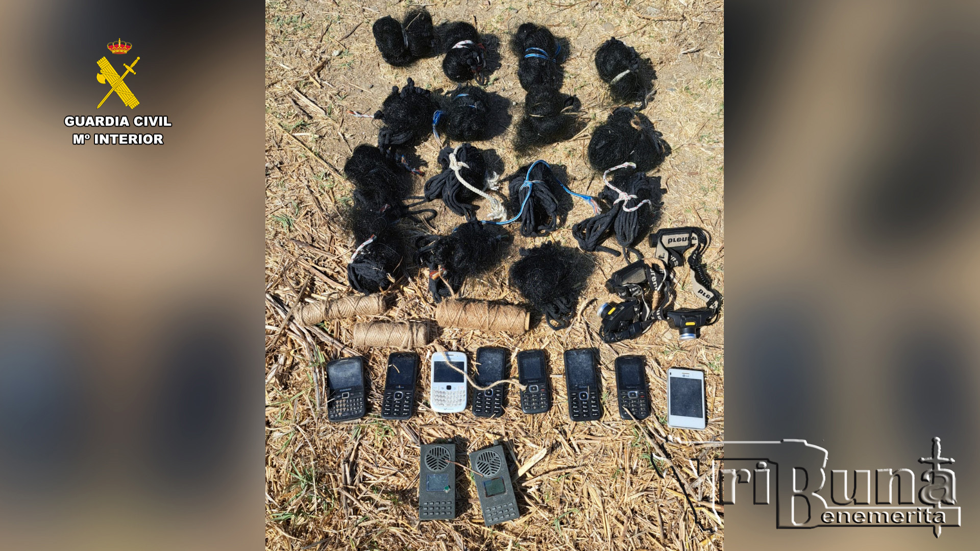 aves fringilidas cadiz editada FOTO 3