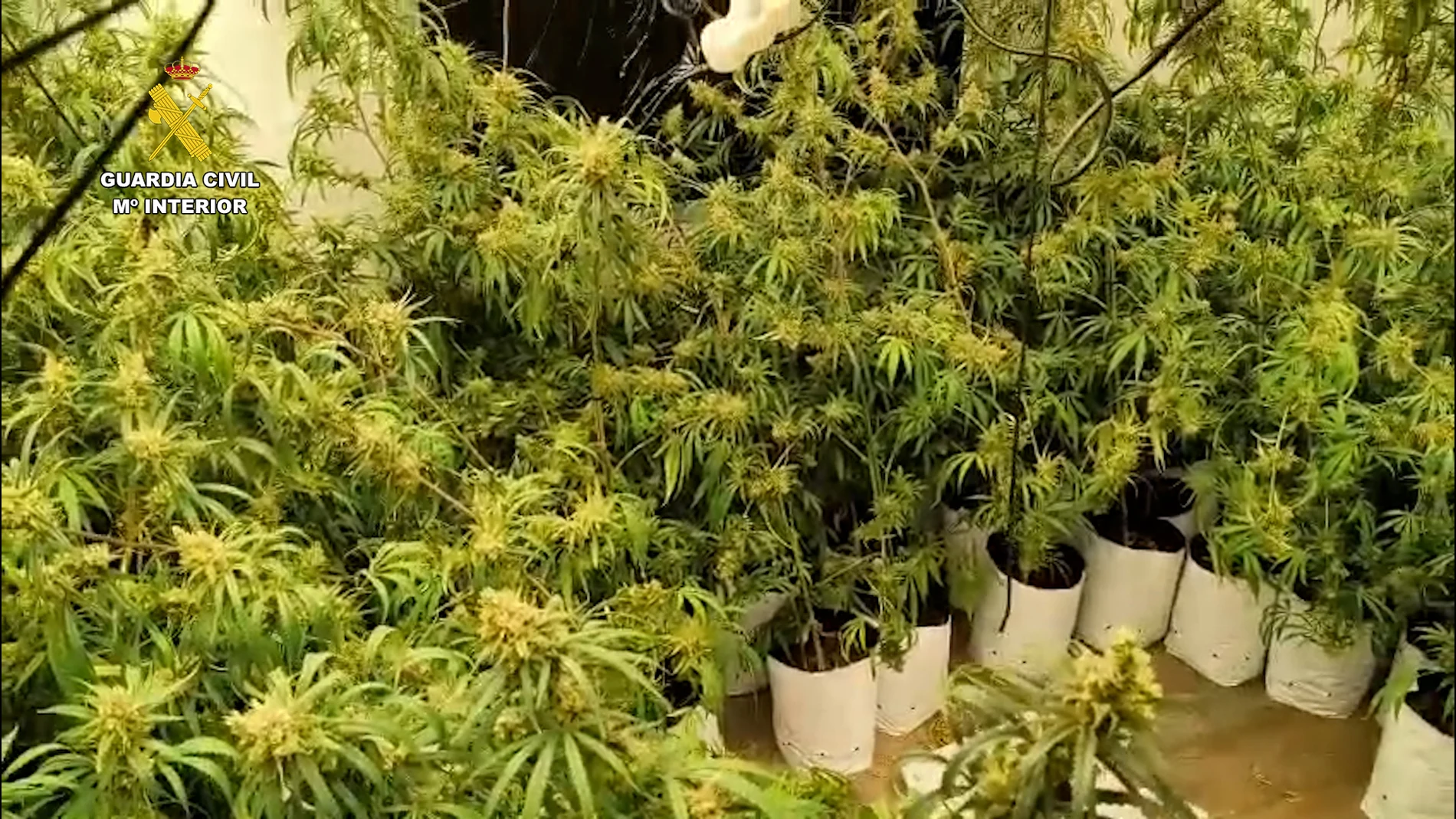 detenidos tres hombres dos prision cultivar marihuana naquera serra