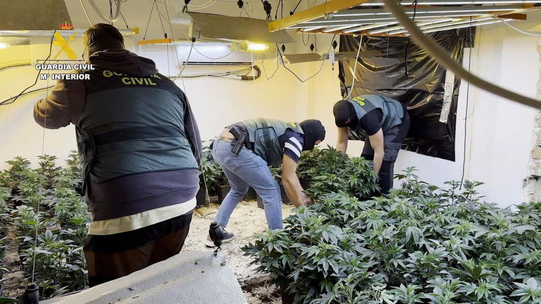 imagen plantacion indoor