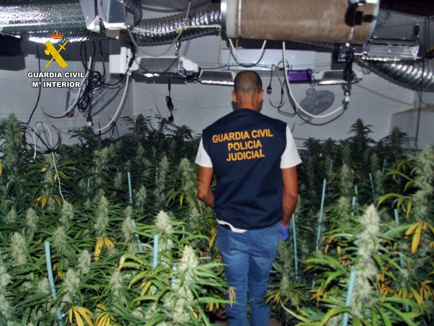 plantación marihuana