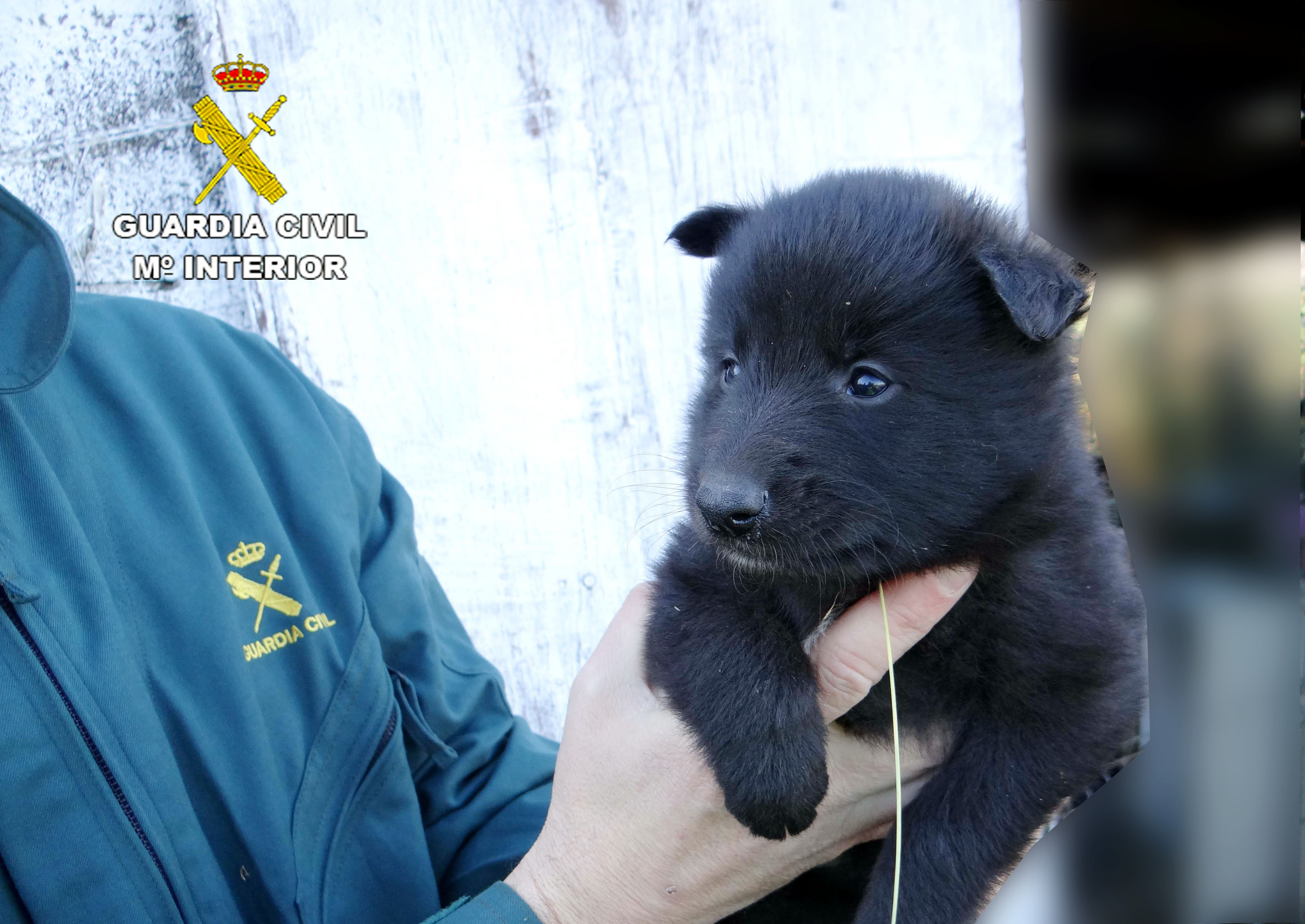 seprona cachorro