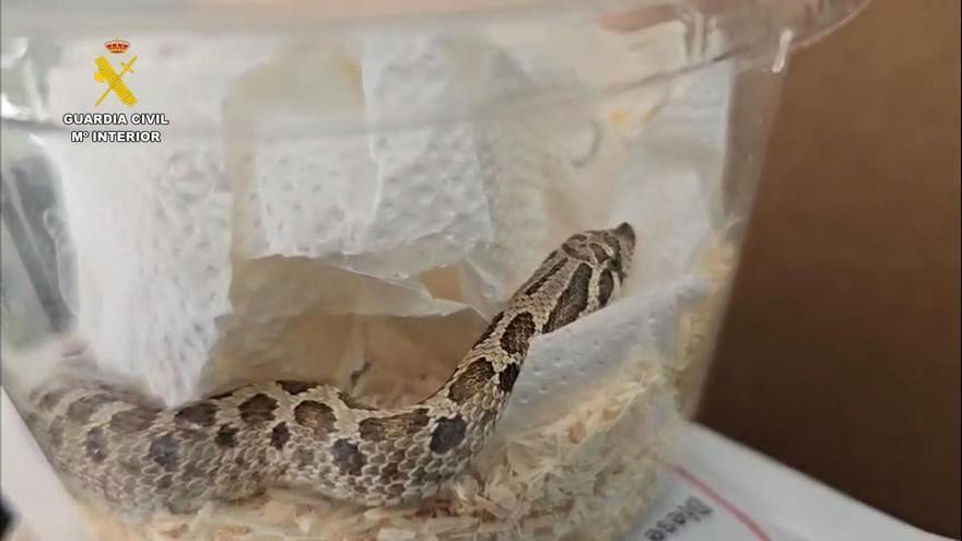 serpiente viva mensajería