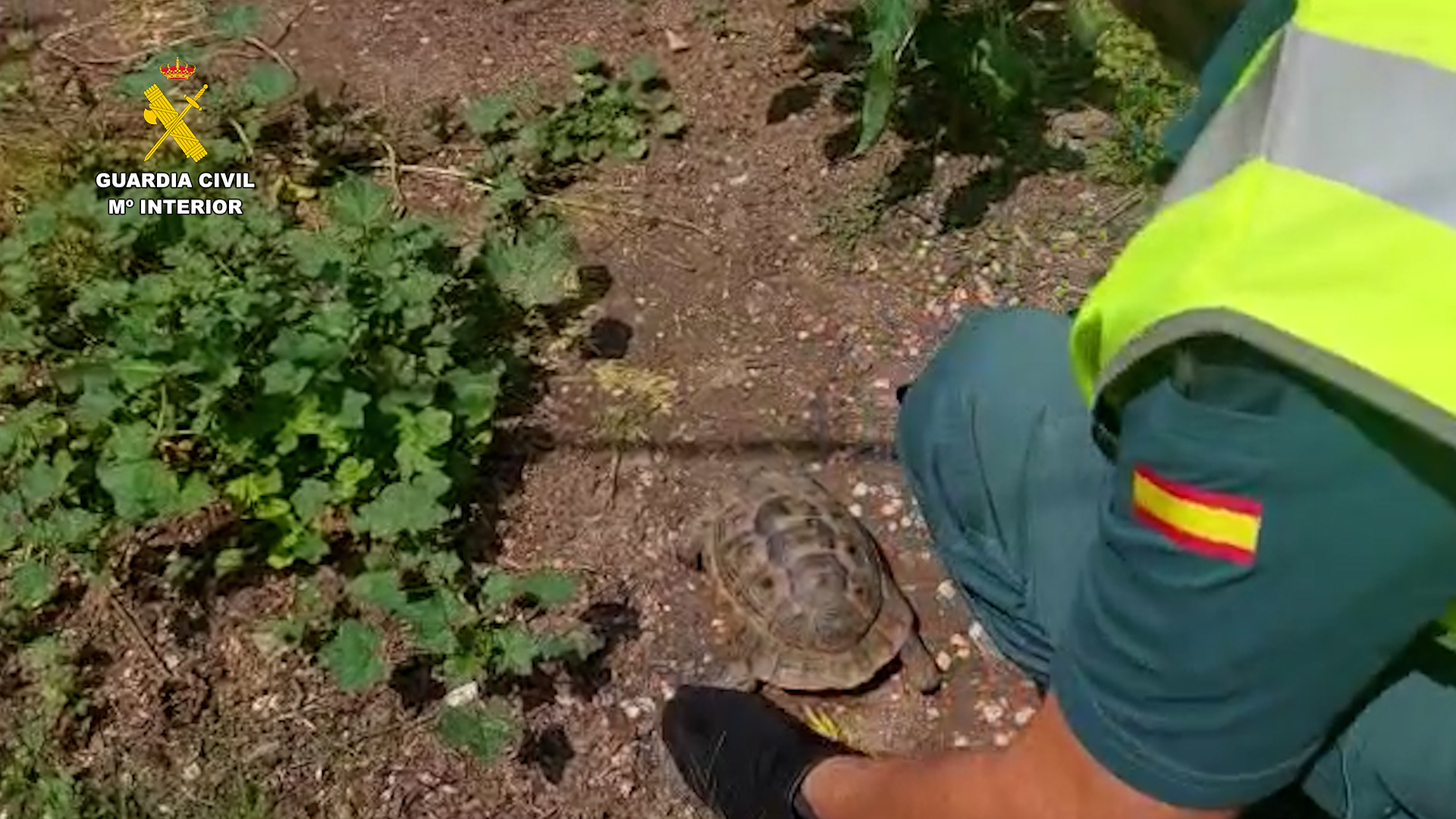 tortuga valencia editada FOTO 1