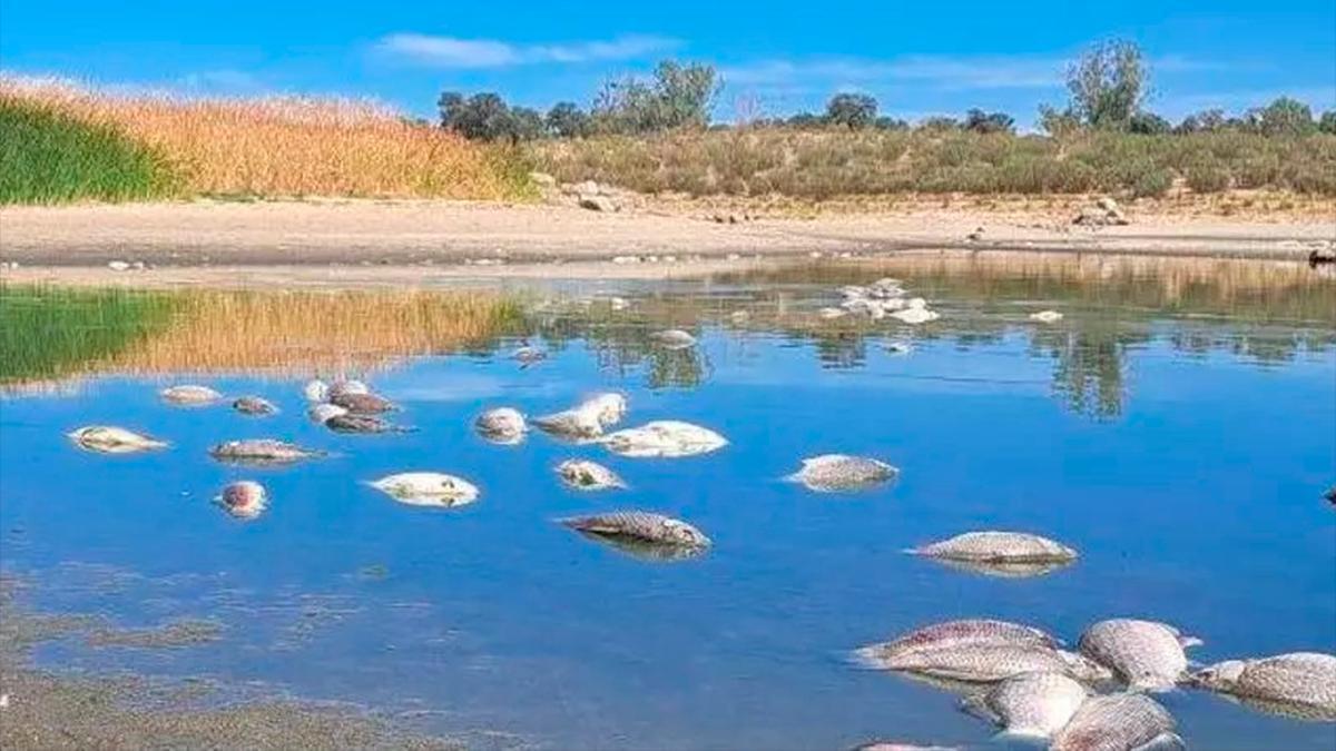vertido peces muertos