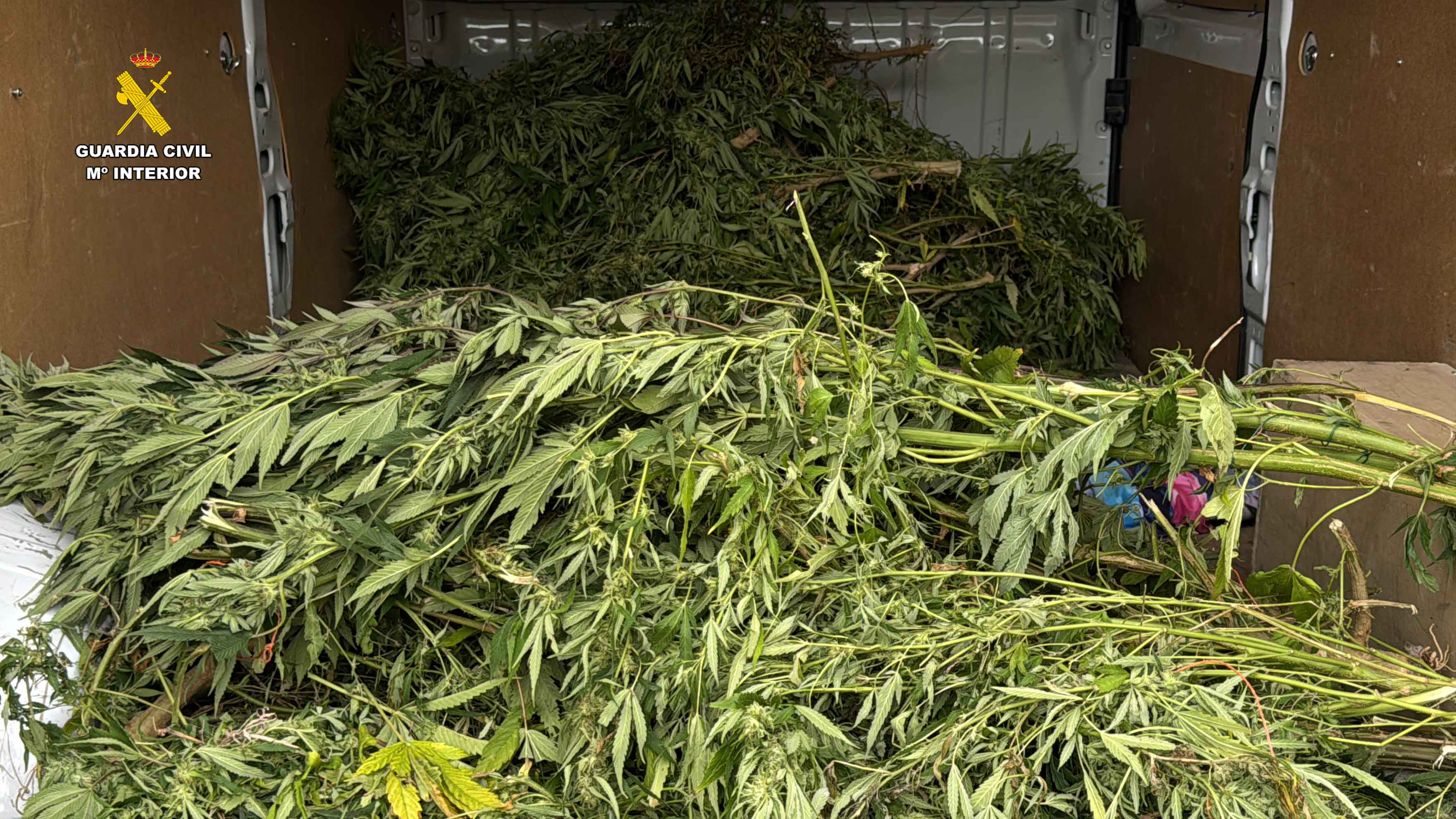 vuelco de marihuana 4